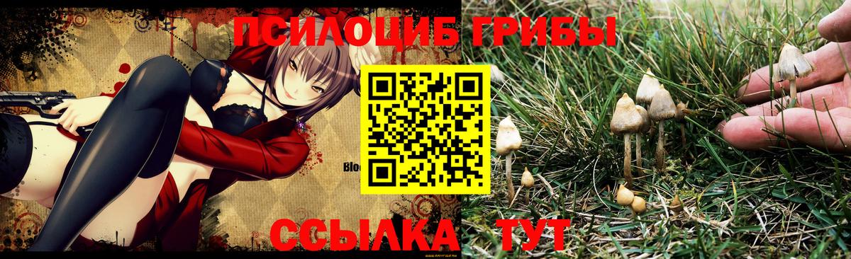 Псилоцибиновые грибы Psilocybine cubensis Чернушка